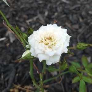 Meet your Posher, Kristin